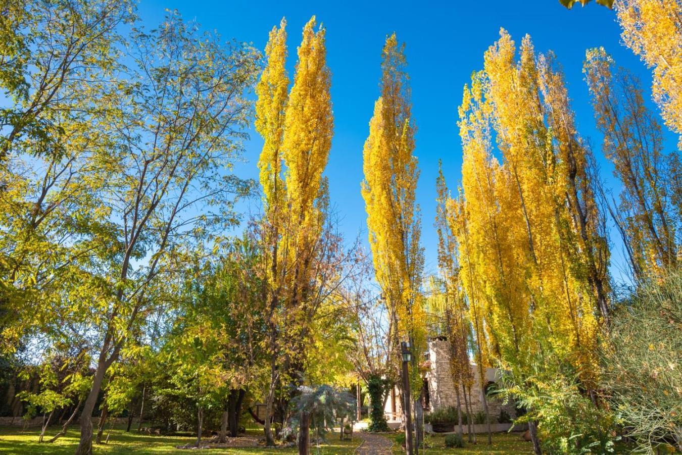Aromos De Olivares 查克拉斯德科里亚 外观 照片